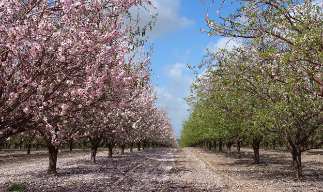 Blossoming Fruit Trees - Ayalon Valley, Eretz Yisrael