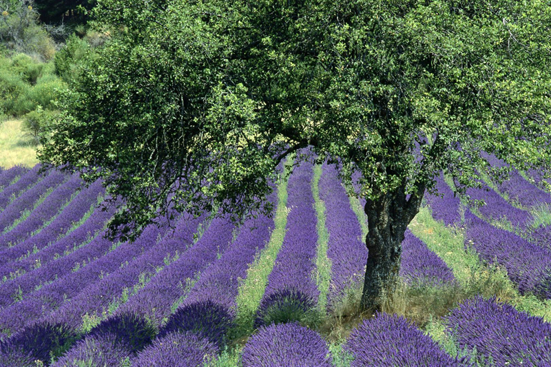 olive tree and lavender