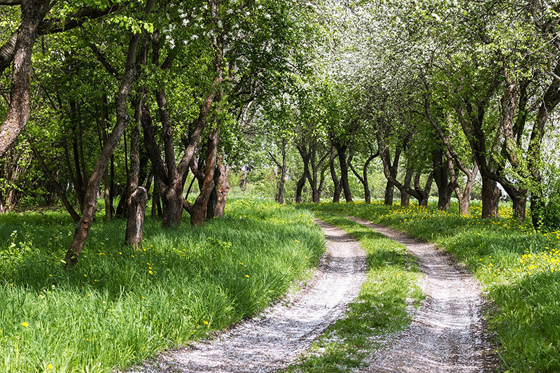 Rabbi Rosenfeld zl - Path to Marriage