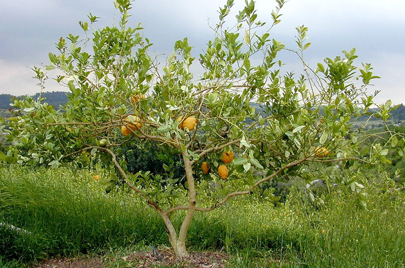 Tu bShevat - Esrog Tree