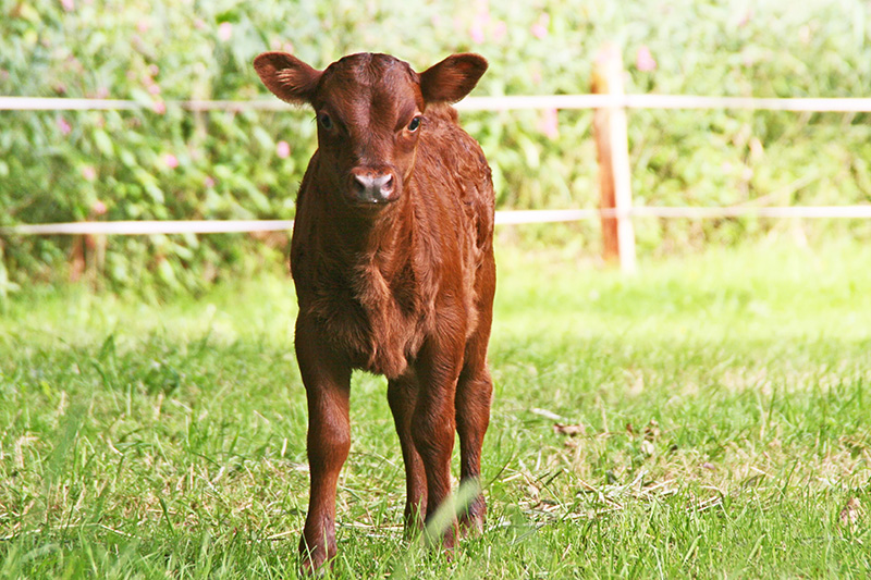 Parah Aduma - Red Calf - Heifer